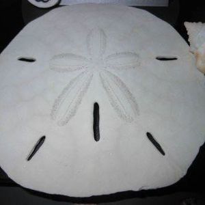 Meet your Posher, Sandra k